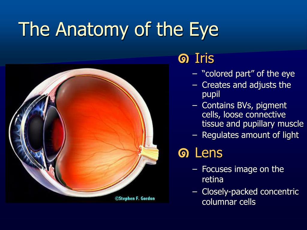 Ppt Anatomy Vs Physiology Powerpoint Presentation Free Download Ppt Anatomy Vs Physiology Powerpoint Presentation Free Download