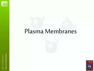 Ppt Plasma Membranes Powerpoint Presentation Free Download Id 2276970 Ppt Plasma Membranes Powerpoint Presentation Free Download Id 2276970