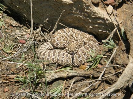 Prairie Rattlesnake Montana Field Guide