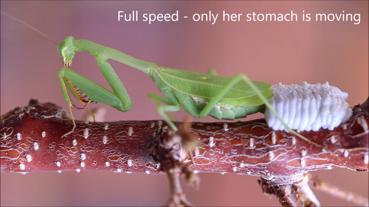 4 Tips to Spot Praying Mantis Eggs