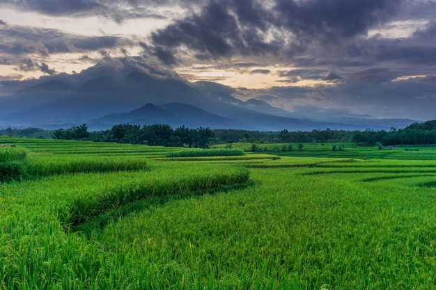 Premium Photo Indonesian Scenery Morning In The Village And Rice Premium Photo Indonesian Scenery Morning In The Village And Rice