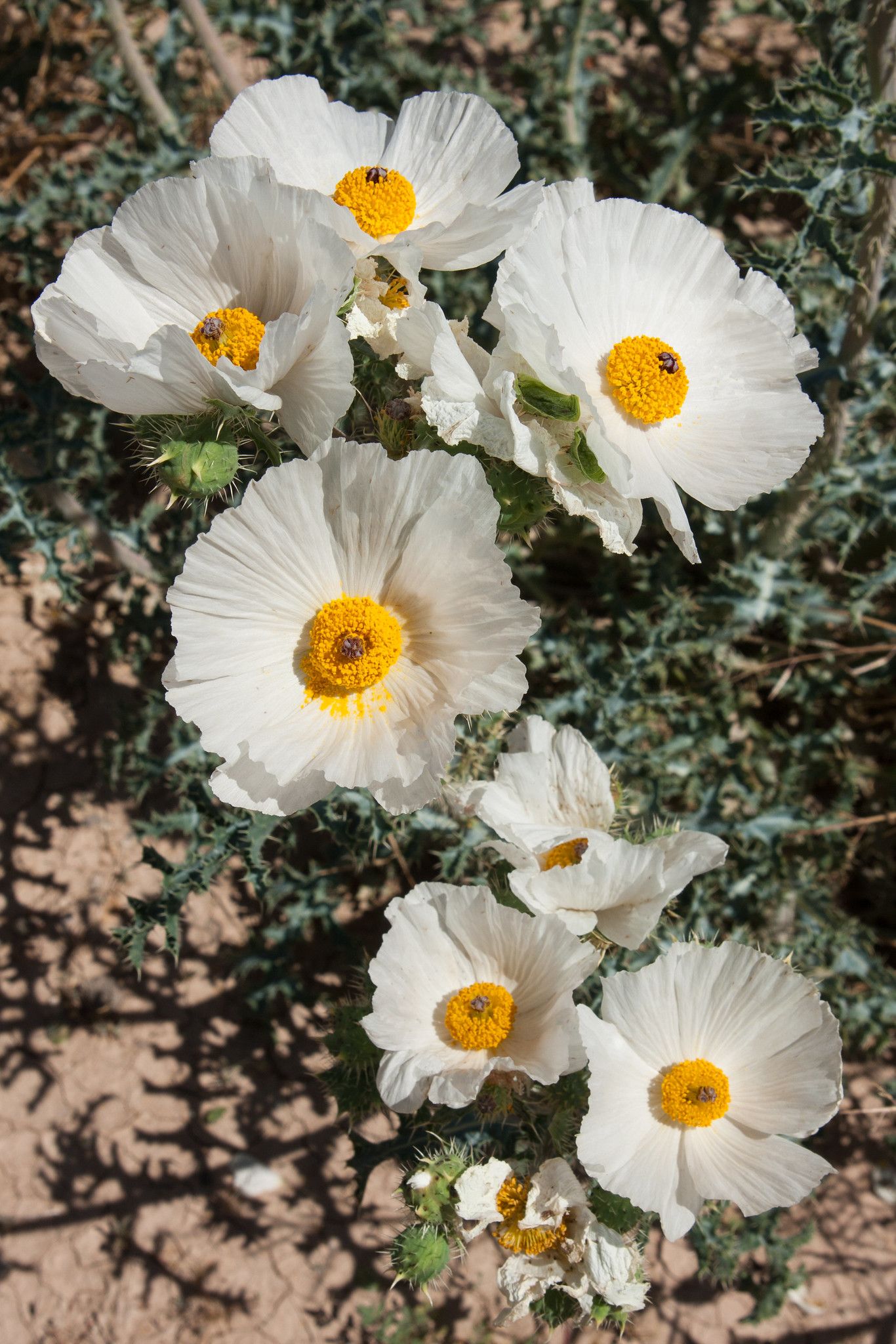Prickly Poppy Prickly Poppy