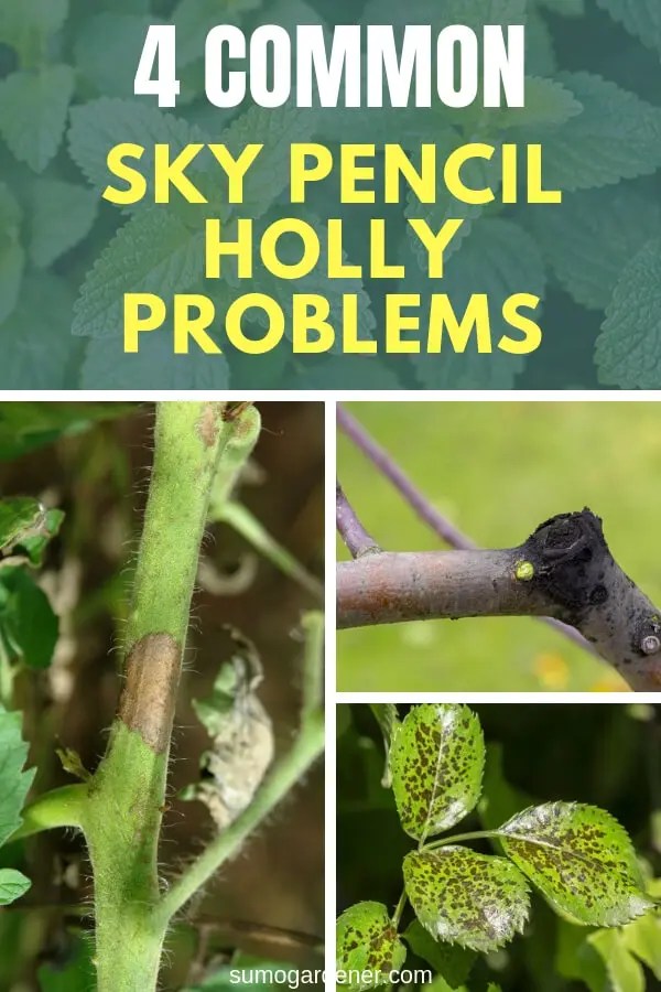 5 Common Sky Pencil Holly Issues