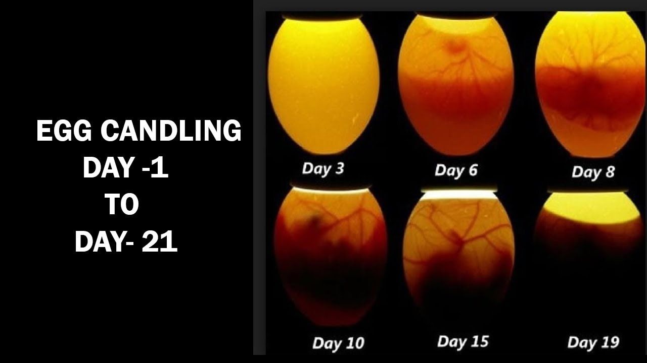 Unraveling the Duck Egg Hatching Mystery: 4 Steps