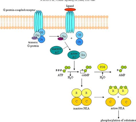 Protein Kinase A Pka Signaling Pathwayrat Genome Data Vrogue Co