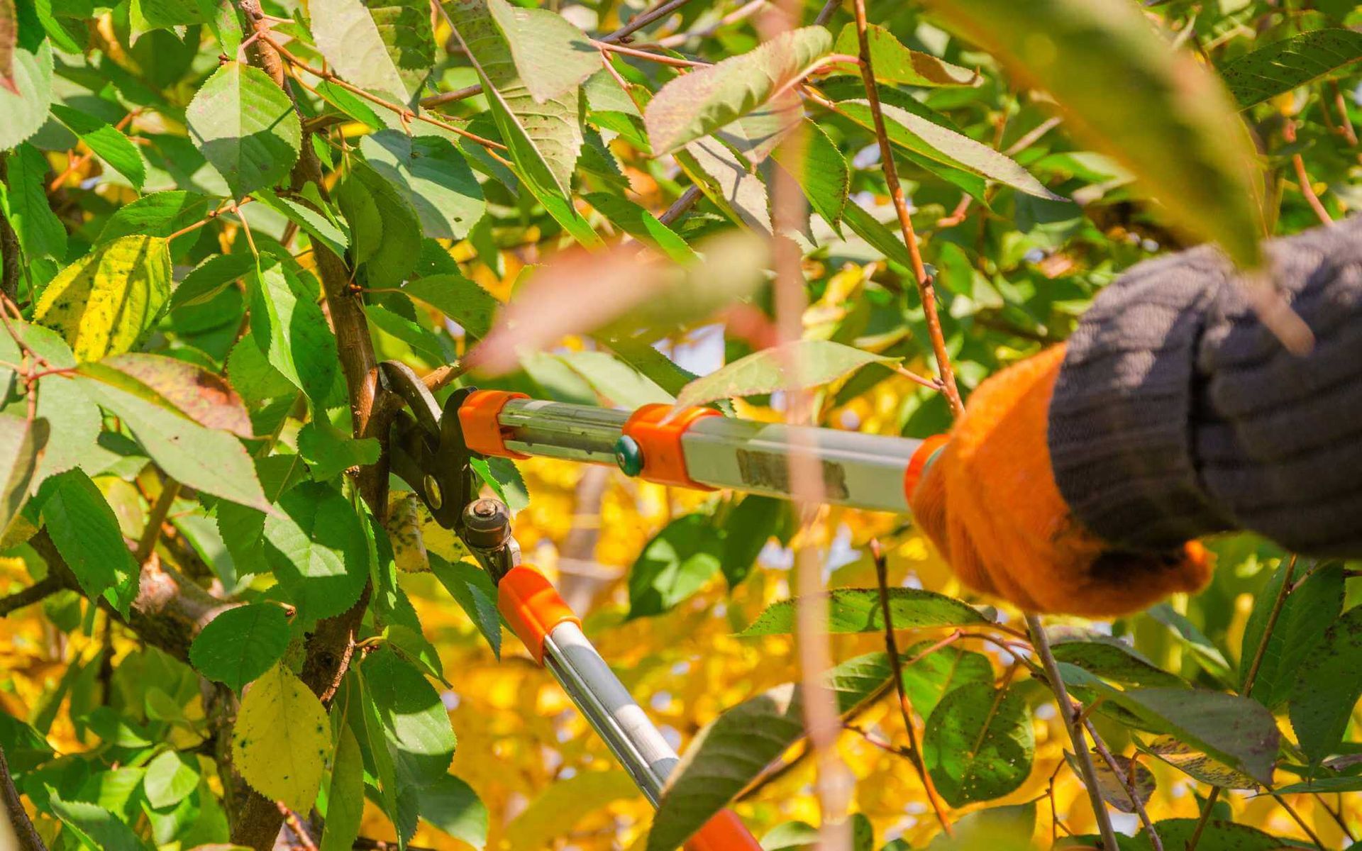 Pruning Tips Expert Advice For Shaping Your Trees Pruning Tips Expert Advice For Shaping Your Trees
