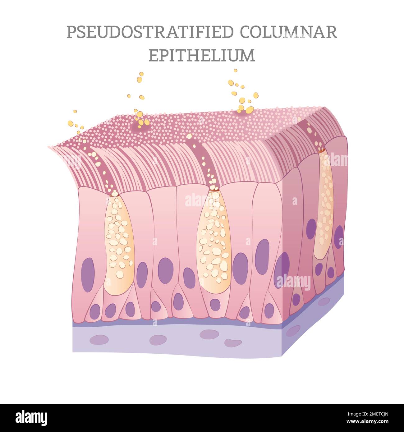 Understanding the Unique Pseudostratified Columnar Cells