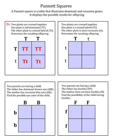 Master Punnett Squares in 5 Easy Steps