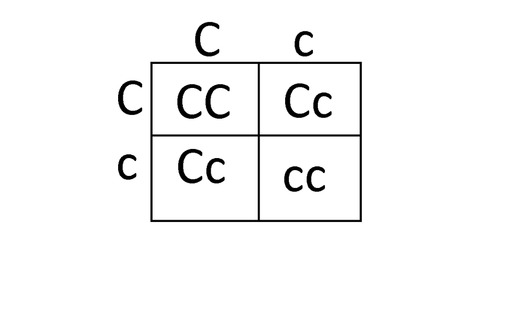 4 Steps to Understanding Punnett Squares for Cystic Fibrosis