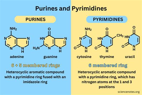 Unraveling the Secrets of Purines and Pyrimidines
