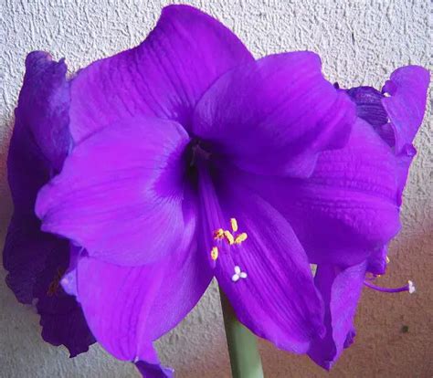 The Majestic Purple Amaryllis