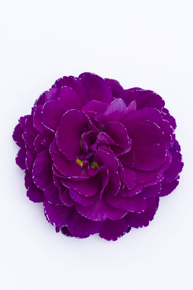 Purple Diamond Kerley Co Purple Diamond Kerley Co