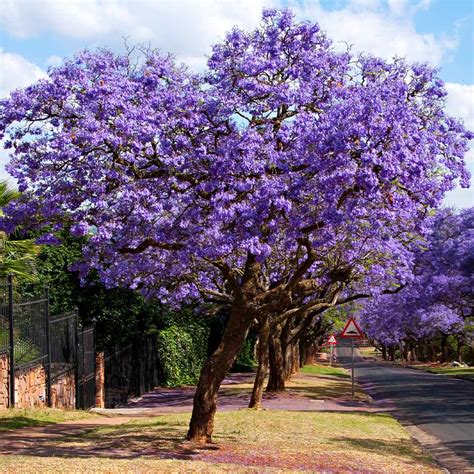 The Perfect Guide to Buying Purple Jacarandas