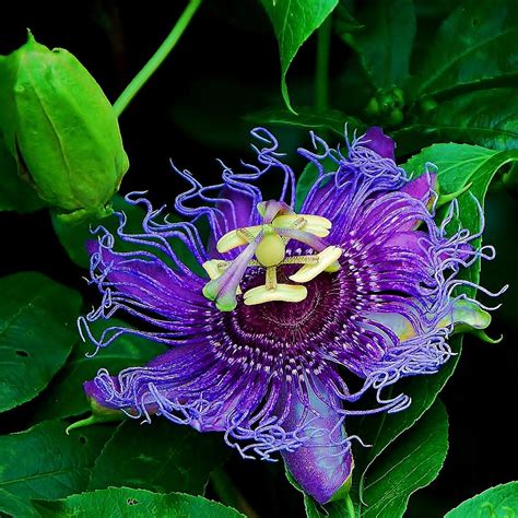 8 Tips: Purple Passion Flowers Unveiled