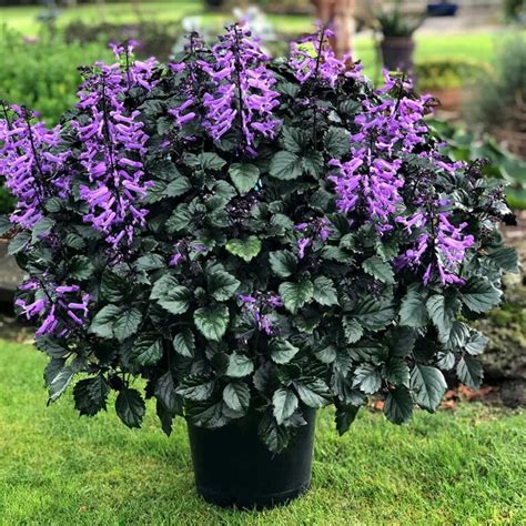 5 Essential Tips for Purple Swedish Ivy Care 5 Essential Tips for Purple Swedish Ivy Care