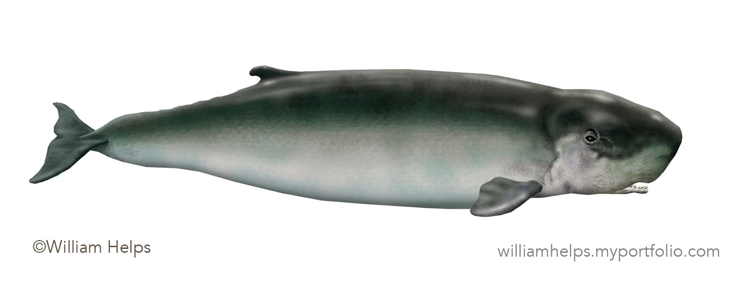 Pygmy Sperm Whale: A Mysterious Deep-Sea Dweller