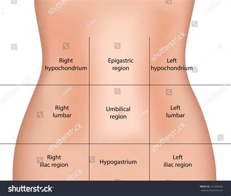 Understanding the Abdominal Quadrants
