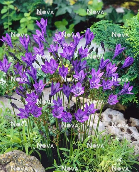 5 Quick Tips for Queen Fabiola Triteleia Care