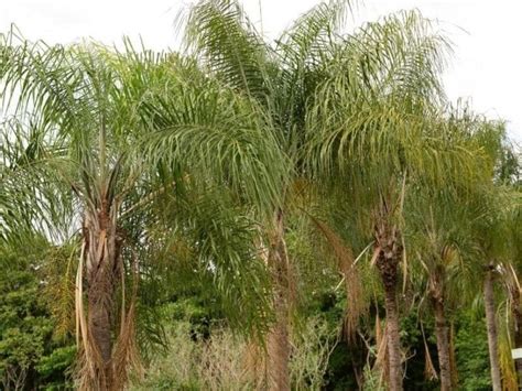 Palm Tree Roots: 5 Key Facts.