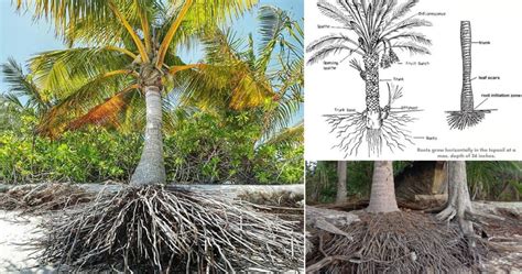 Understanding Queen Palm Tree Roots: A Guide Understanding Queen Palm Tree Roots: A Guide