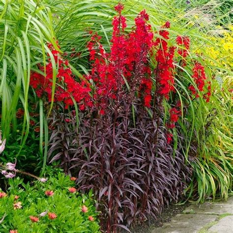 5 Easy Steps to Queen Victoria Lobelia Care