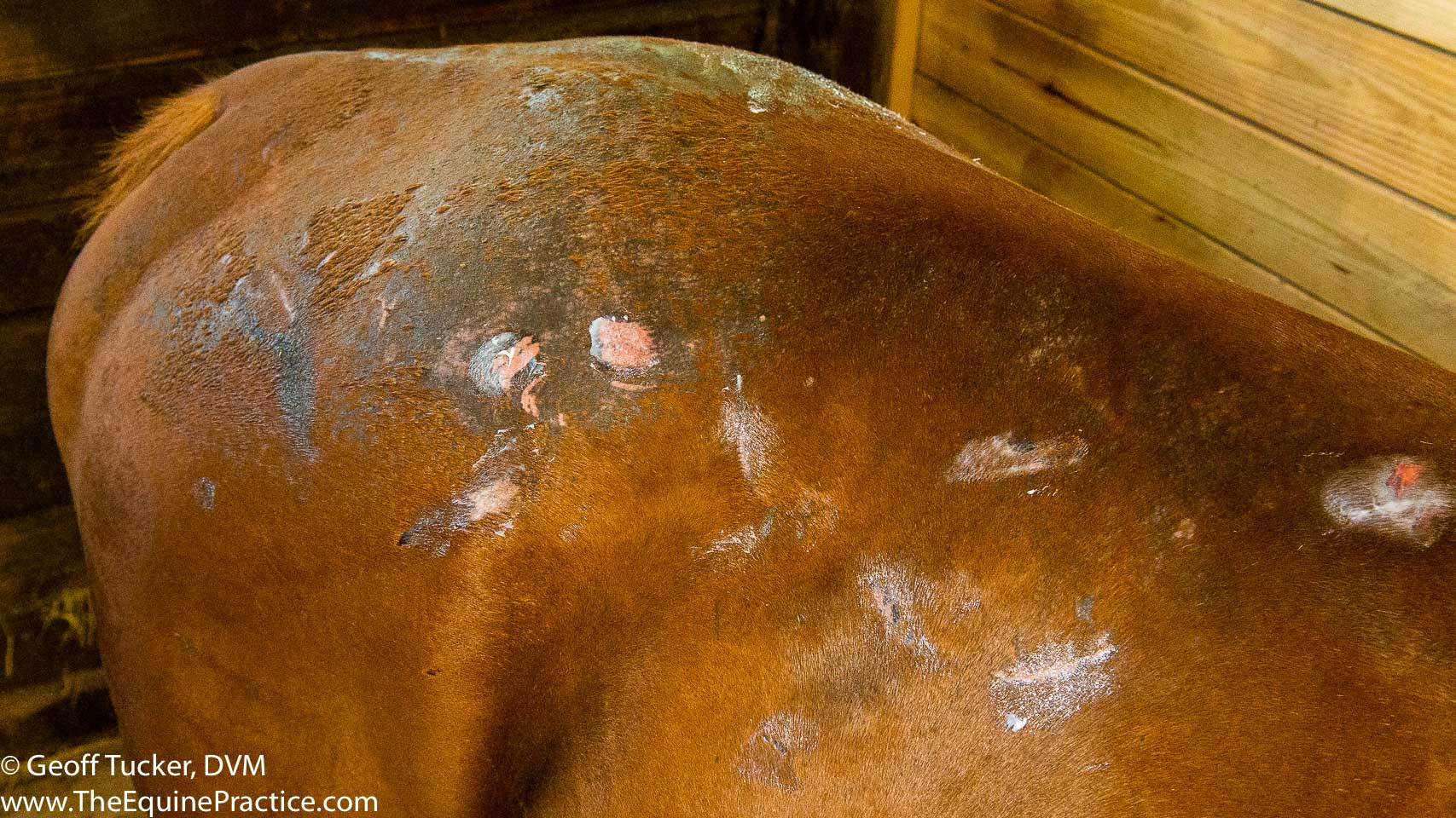 Rain Rot: A Quick Guide for Horse Owners