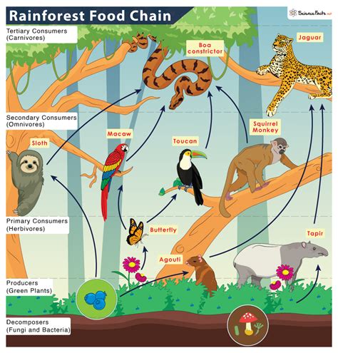 The Rainforest Food Web: An Ecological Journey