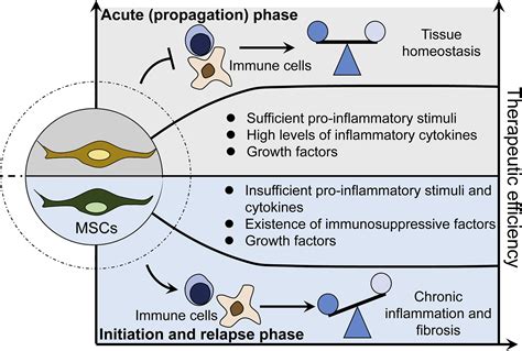 Reciprocal Regulation Of Mesenchymal Stem Cells And Immune Responses Reciprocal Regulation Of Mesenchymal Stem Cells And Immune Responses