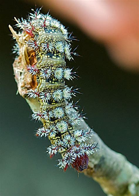 Red And The Peanut Buck Moth Caterpillar Hemileuca Maia Another Red And The Peanut Buck Moth Caterpillar Hemileuca Maia Another
