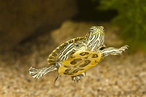 The Red-Eared Slider: A Complete Care Guide