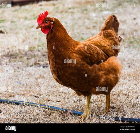 Unveiling the Charm of Red Hens and Chicks
