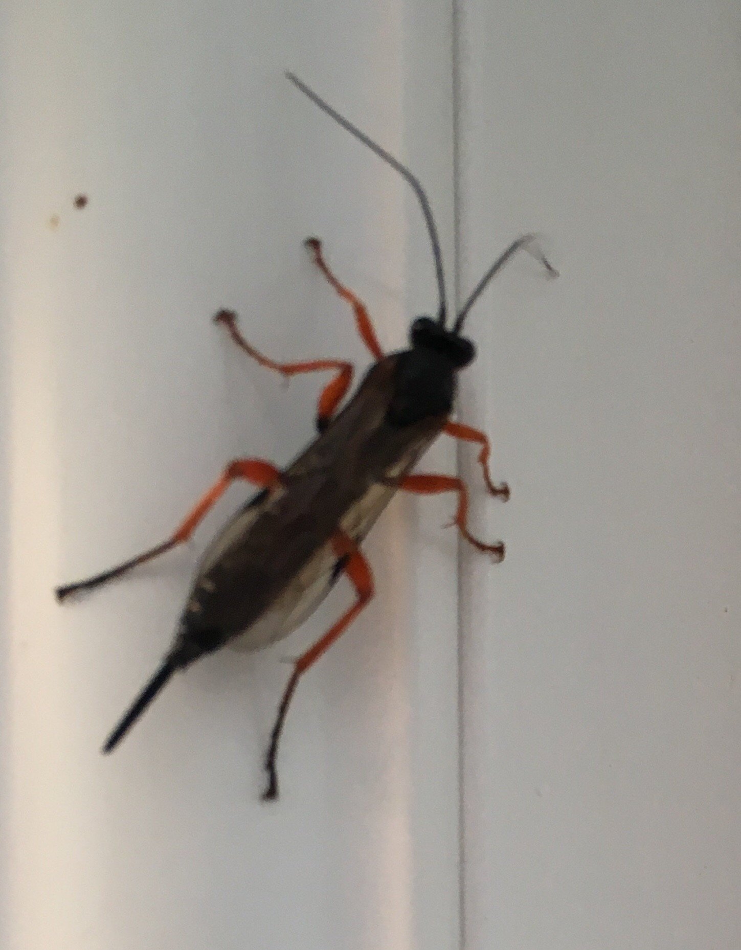 Unraveling the Mystery: Red Insect Revealed