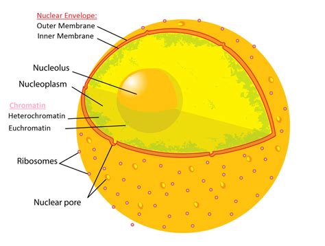 The Nucleus' Enduring Mystery