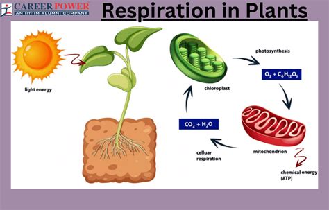 The Science of Plant Respiration