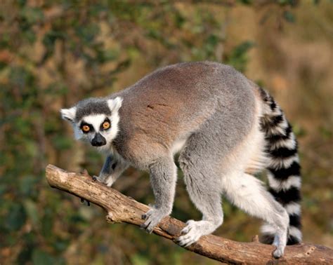 Ring-Tailed Lemurs: An Introduction