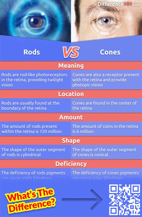 Rods and Cones: An Eye-Opening Battle Rods and Cones: An Eye-Opening Battle