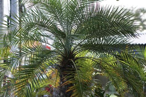 Complete Roebelenii Palm Tree Care Guide