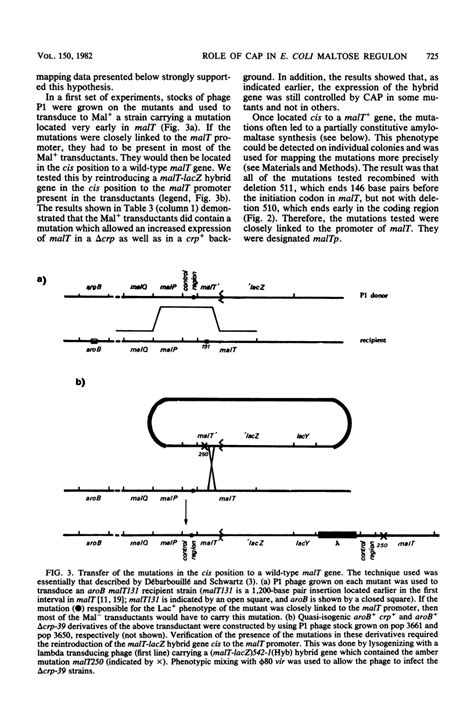 Role Of The Catabolite Activator Protein In The Maltose Regulon Of Role Of The Catabolite Activator Protein In The Maltose Regulon Of