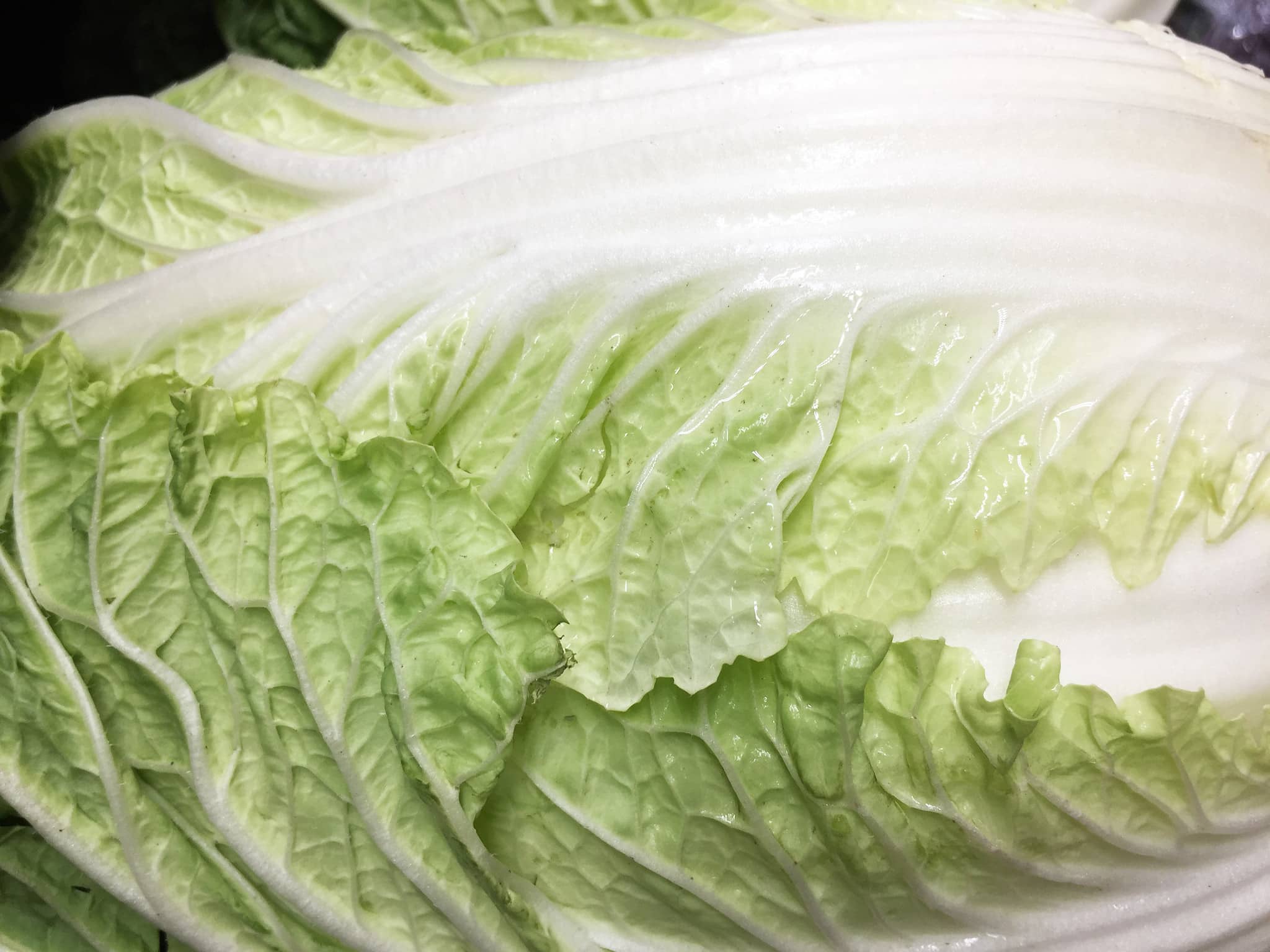 Roman Lettuce Roman Lettuce