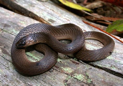 Rough Earthsnake Florida Snake Id Guide Rough Earthsnake Florida Snake Id Guide