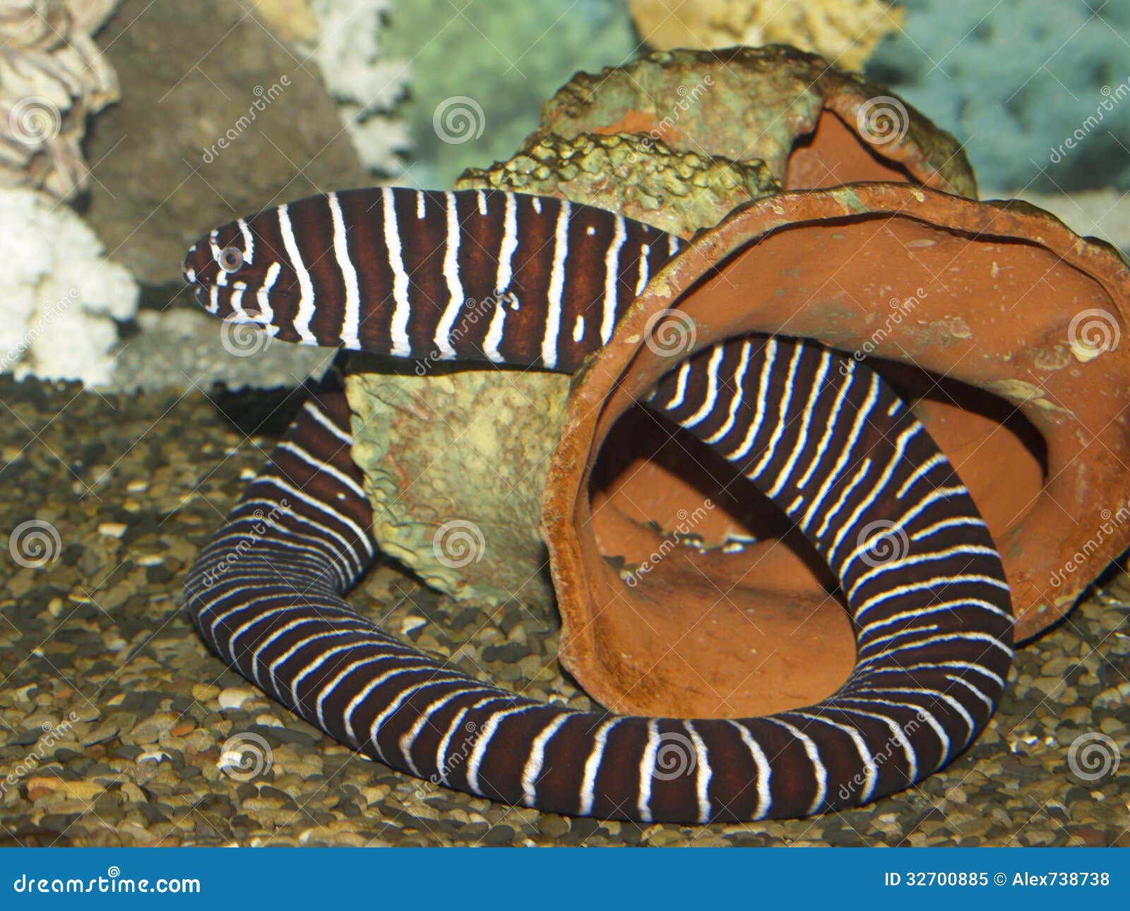 Saltwater Eel Stock Image Image Of White Sink Like 32700885 Saltwater Eel Stock Image Image Of White Sink Like 32700885