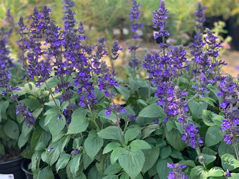 5 Tips to Grow Mystic Spires
