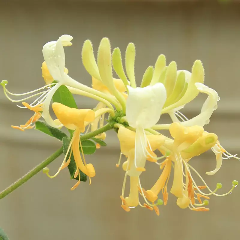 Honeysuckle Heaven: Unlocking Nature's Scentsation