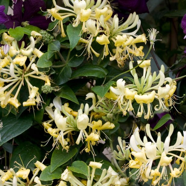 Scentsation Honeysuckle Vine Lonicera American Meadows Scentsation Honeysuckle Vine Lonicera American Meadows