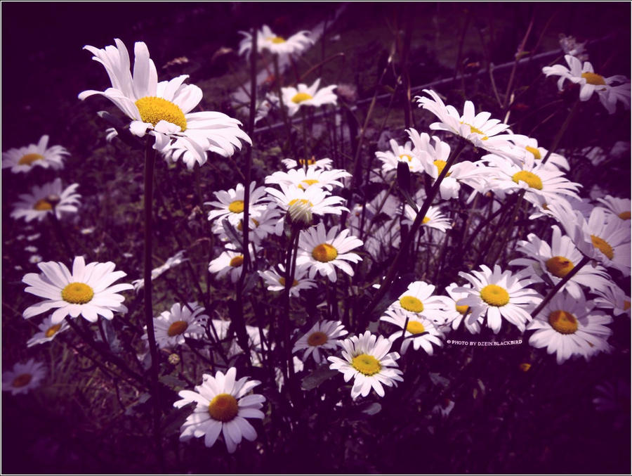 Secret Of Daisies By Dzein Blackbird On Deviantart Secret Of Daisies By Dzein Blackbird On Deviantart