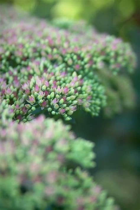 5 Easy Tips to Grow Sedum Iceberg 5 Easy Tips to Grow Sedum Iceberg