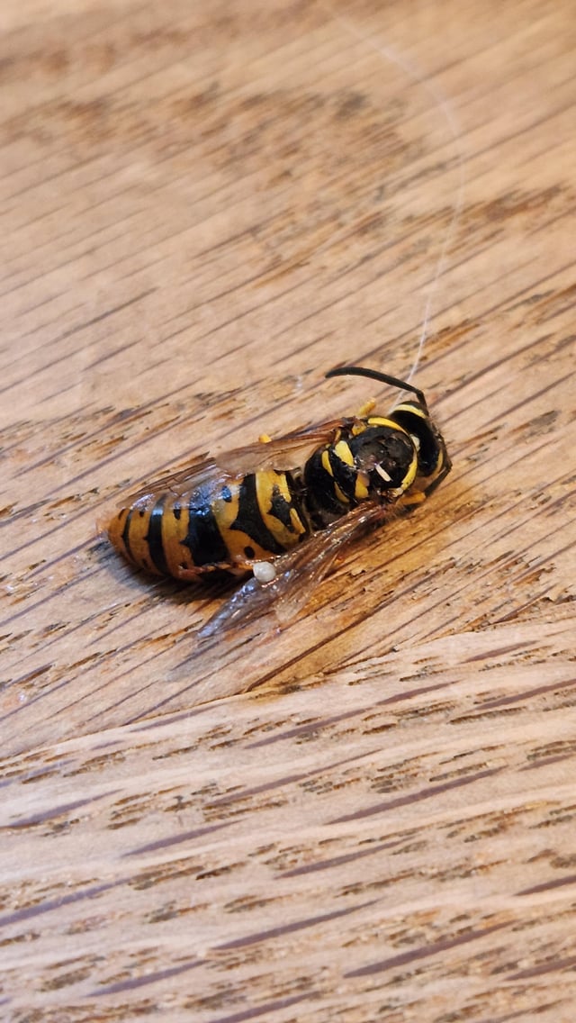 Seeking Help On Queen Yellow Jacket Identification R Bee Seeking Help On Queen Yellow Jacket Identification R Bee