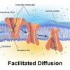 Selective Permeability Definition And Function Biology Dictionary Selective Permeability Definition And Function Biology Dictionary