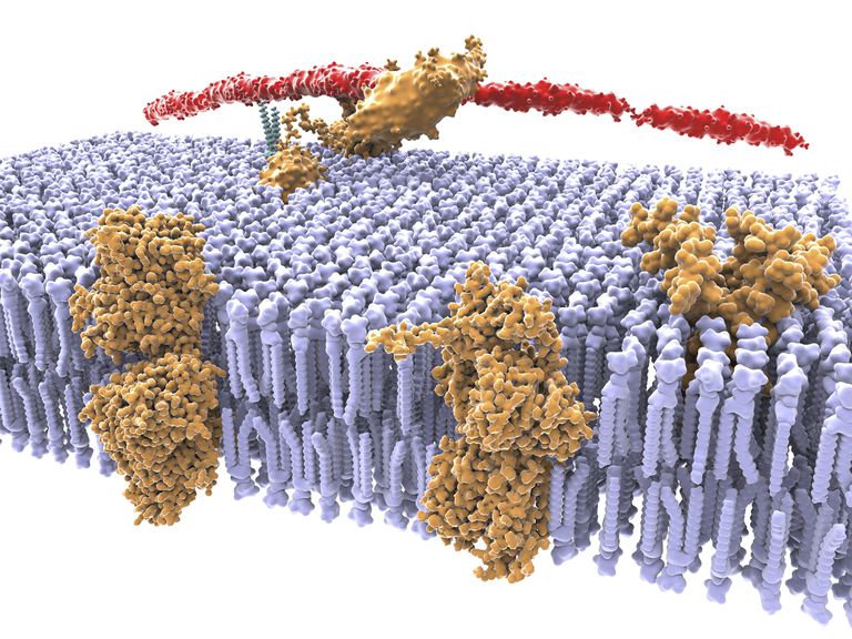 The Ultimate Guide to Selective Permeability The Ultimate Guide to Selective Permeability