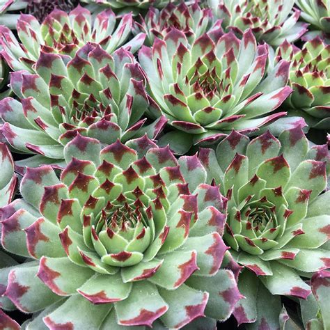 Sempervivum Hens And Chicks High Country Gardens Sempervivum Hens And Chicks High Country Gardens